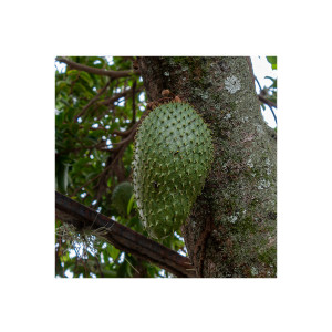 Graviola Stachelannone